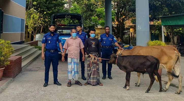 হোসেনপুরে চোরাই গরুসহ আটক ২